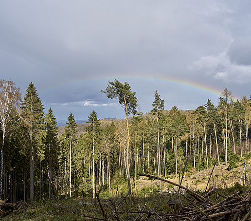 A rainbow over the treetops, the forest clearing in the foreground.