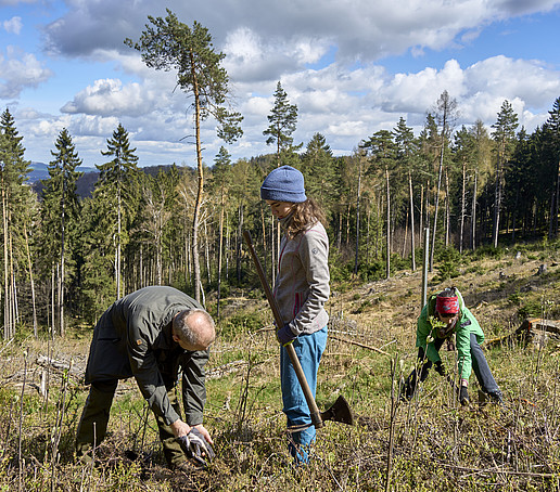 Students planting trees in the forest clearing.