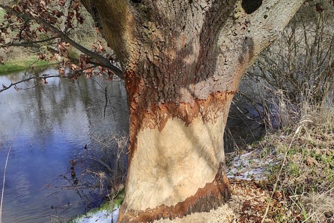 Scratch and bite marks of a beaver on a tree growing on the bank.
