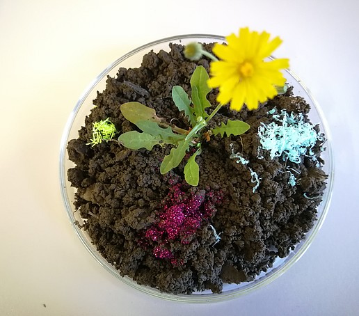 a petri dish with soil, a yellow flower and red microplastic particles