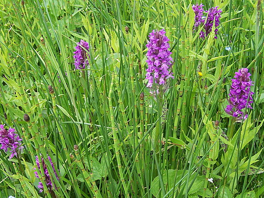Orchid meadow in the Zittau Mountains
