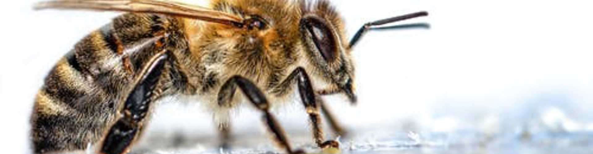 Bee in close-up
