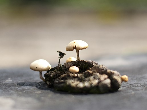Photograph of a mushroom