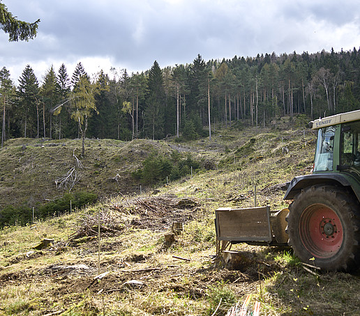 A tractor drives into a bare forest clearing.